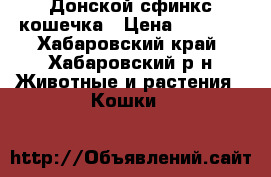 Донской сфинкс кошечка › Цена ­ 3 000 - Хабаровский край, Хабаровский р-н Животные и растения » Кошки   